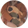 Pug Leonid 8