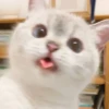 Expressive Cat 11
