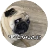 Pug Leonid 11