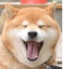 Disapproving dog 11