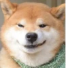 Disapproving dog 12