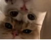 kitty 11