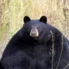 Black Bear 13