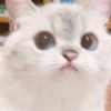Expressive Cat 12