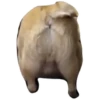 Pug Leonid 12