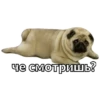 Pug Leonid 13