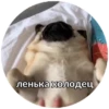 Pug Leonid 14