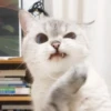Expressive Cat 14