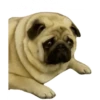 Pug Leonid 15