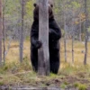 Black Bear 14
