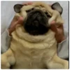 Pug Leonid 16