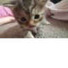 kitty 12