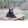 Black Bear 15