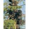 Black Bear 16