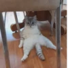 kitty 13