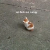 kitty 14