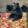 Black Bear 17