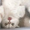 Expressive Cat 16