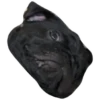 Pug Leonid 18