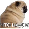 Pug Leonid 19