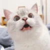 Expressive Cat 17