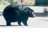 Black Bear 18