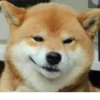 Disapproving dog 14