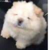 Disapproving dog 15