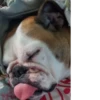 Disapproving dog 16