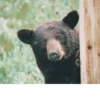 Black Bear 20