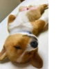Disapproving dog 17