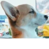 Disapproving dog 18