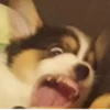 Disapproving dog 19