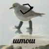 moum EX