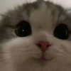 kitty 15