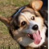 Disapproving dog 20