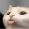 kitty 16