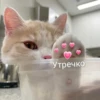 kitty 17
