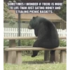 Black Bear 21