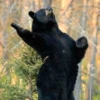 Black Bear 22