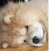 Disapproving dog 21