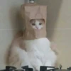 kitty 19