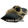 Pug Leonid 23