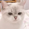 Expressive Cat 22