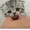 kitty 21