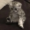 kitty 22