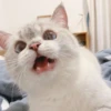 Expressive Cat 23