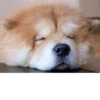 Disapproving dog 22