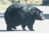 Black Bear 23