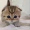 kitty 23